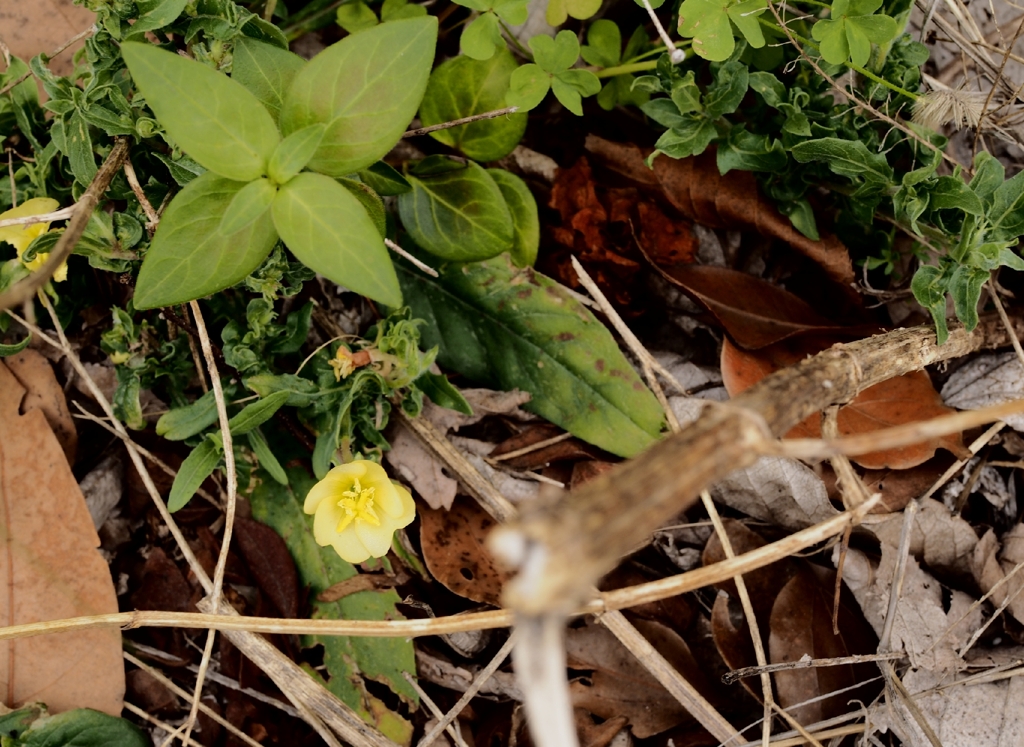 通勤時にパチリ 路傍の花