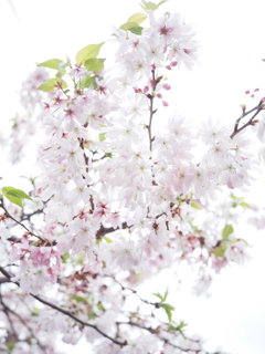 富士見公園の桜　その二