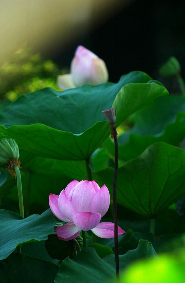 蓮(3)