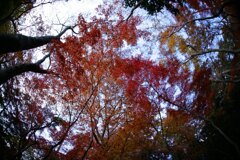 瑞宝寺(有馬)4