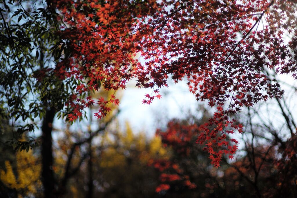 近所の公園にて(1)