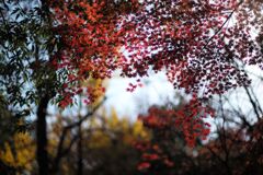 近所の公園にて(1)