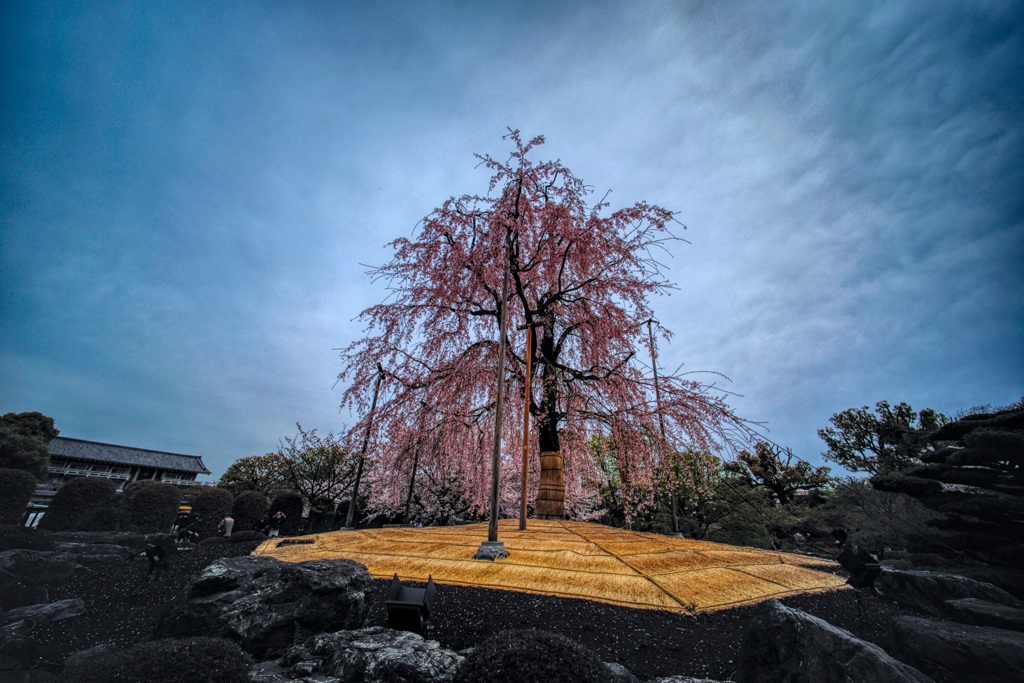 東寺(3)