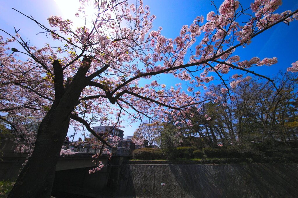 花見(3)夙川