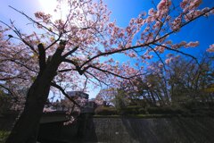 花見(3)夙川