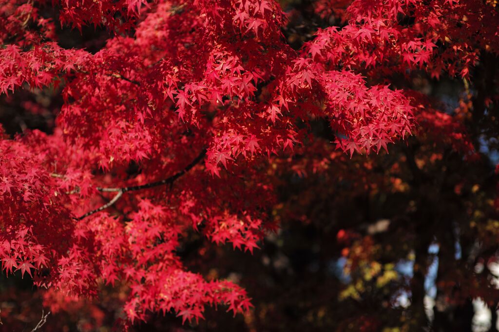 近所の公園にて(6)