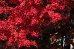 近所の公園にて(6)