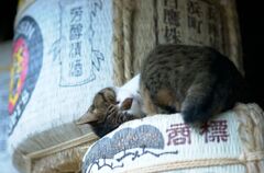 昼寝(1)