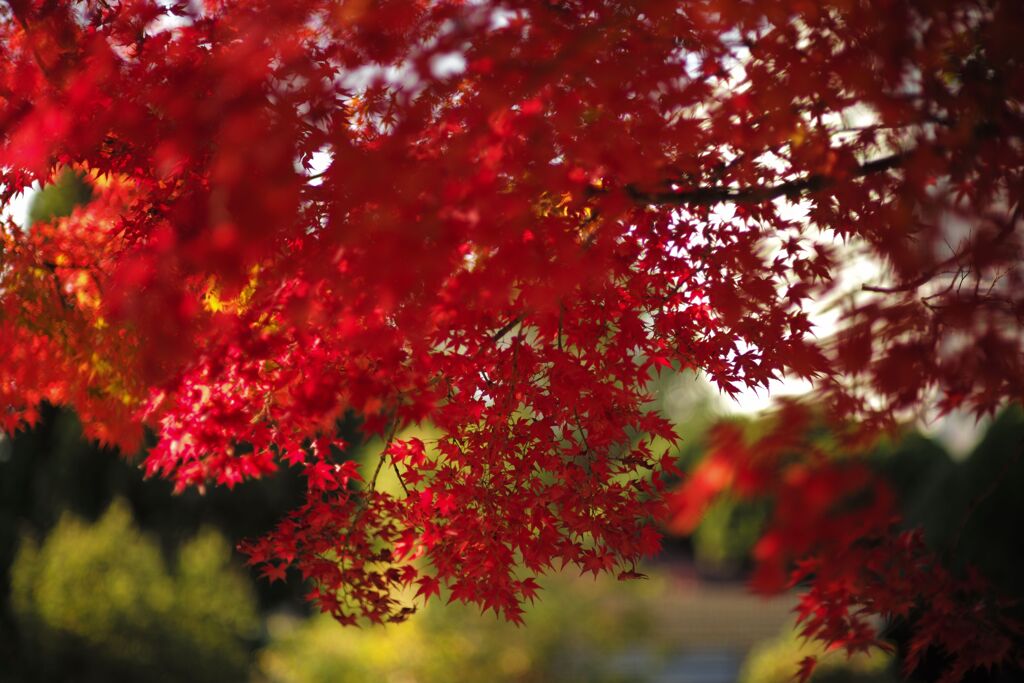 近所の公園にて(8)