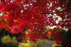 近所の公園にて(8)