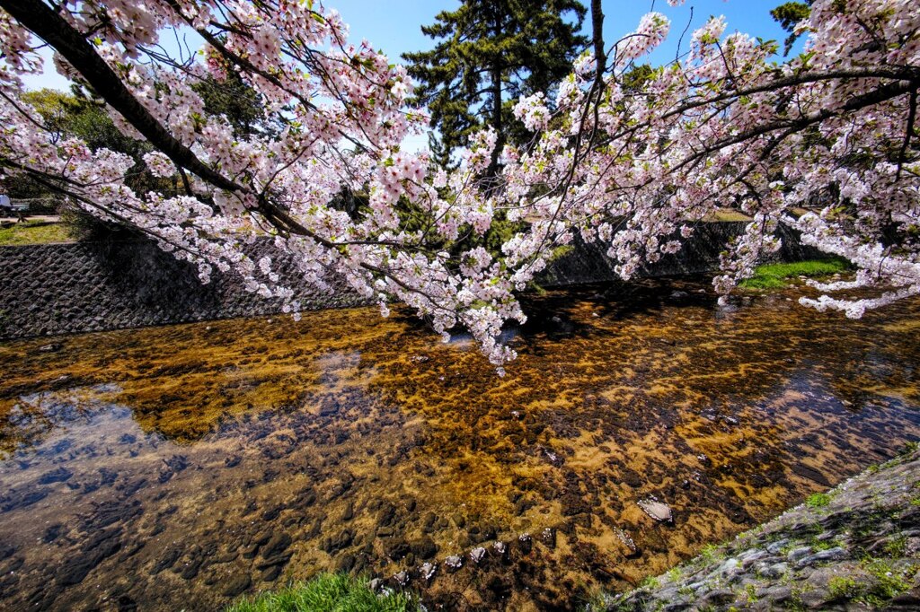 花見(1)夙川