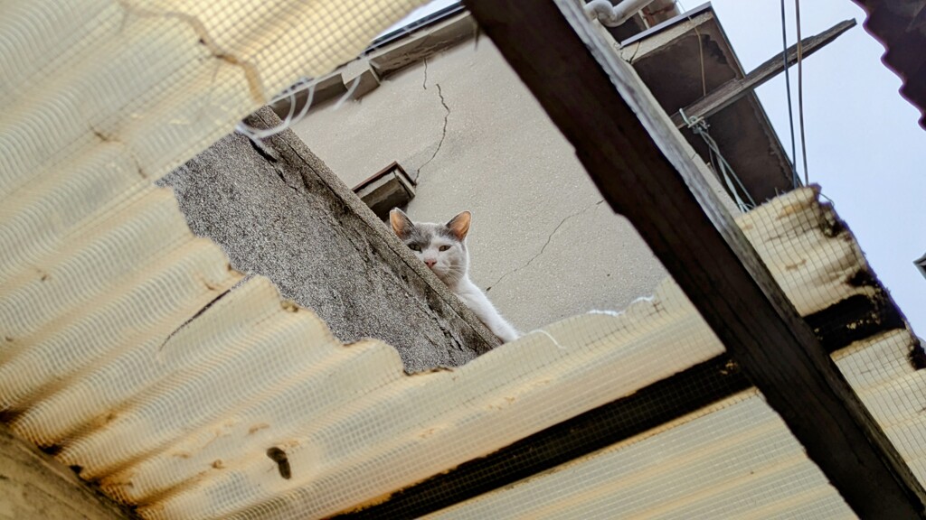 地域猫(2)