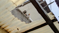 地域猫(2)
