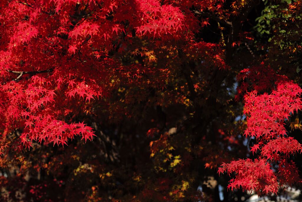 近所の公園にて(5)