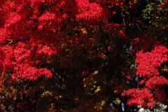 近所の公園にて(5)