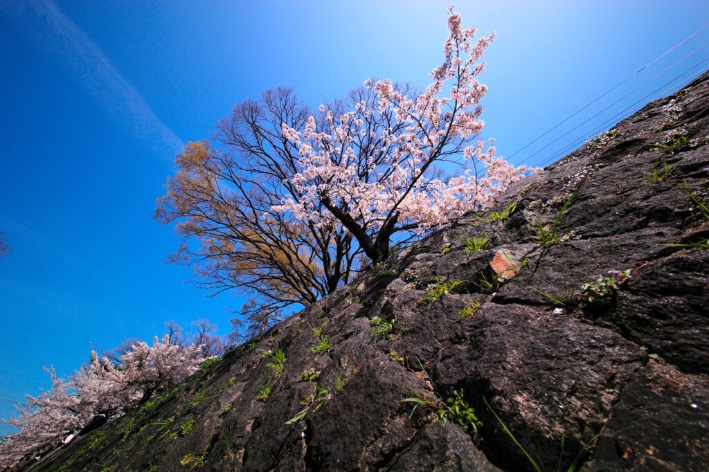 花見(4)夙川