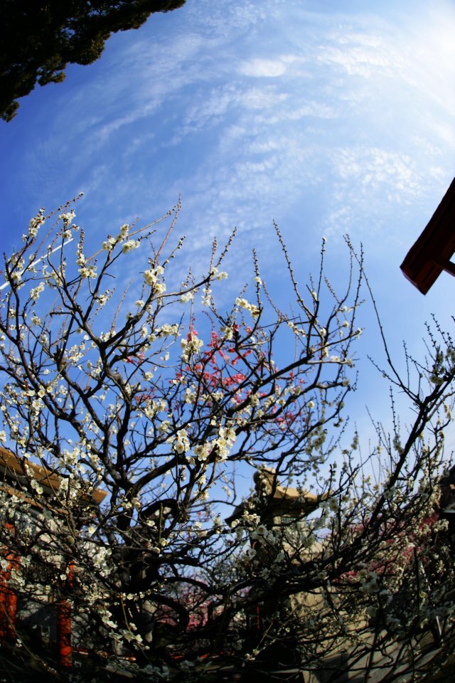 近所の神社(2)