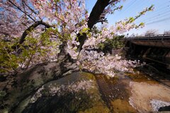 花見(2)夙川