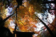 瑞宝寺(有馬)1