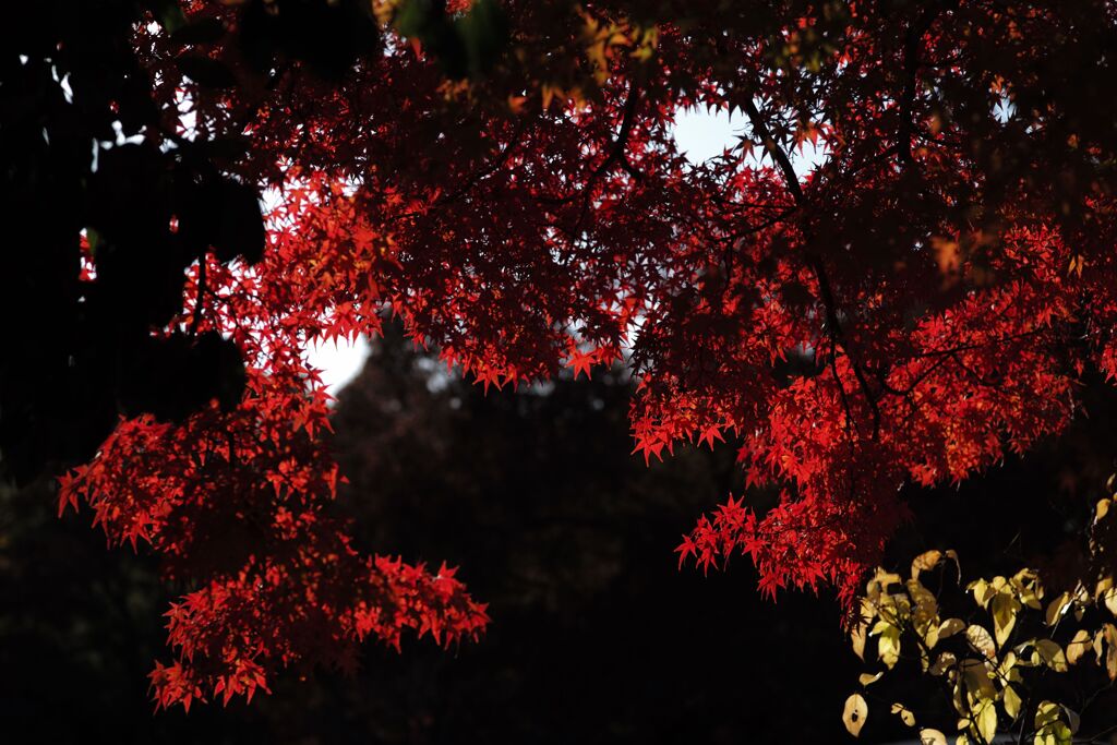 近所の公園にて(9)