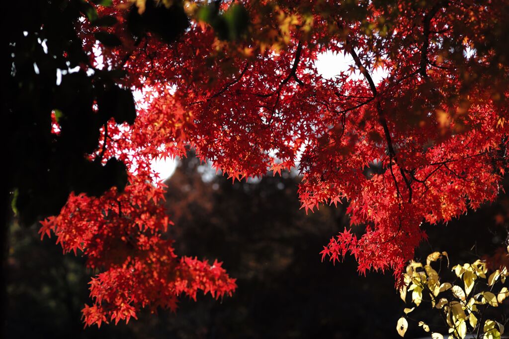 近所の公園にて(10)