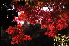 近所の公園にて(10)