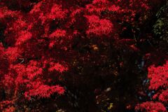 近所の公園にて(7)