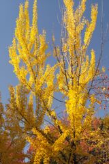 近所の公園にて(4)