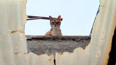 地域猫(1)