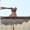 地域猫(1)