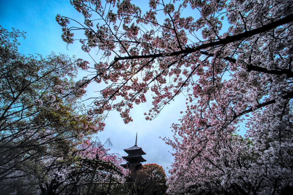 東寺(5)