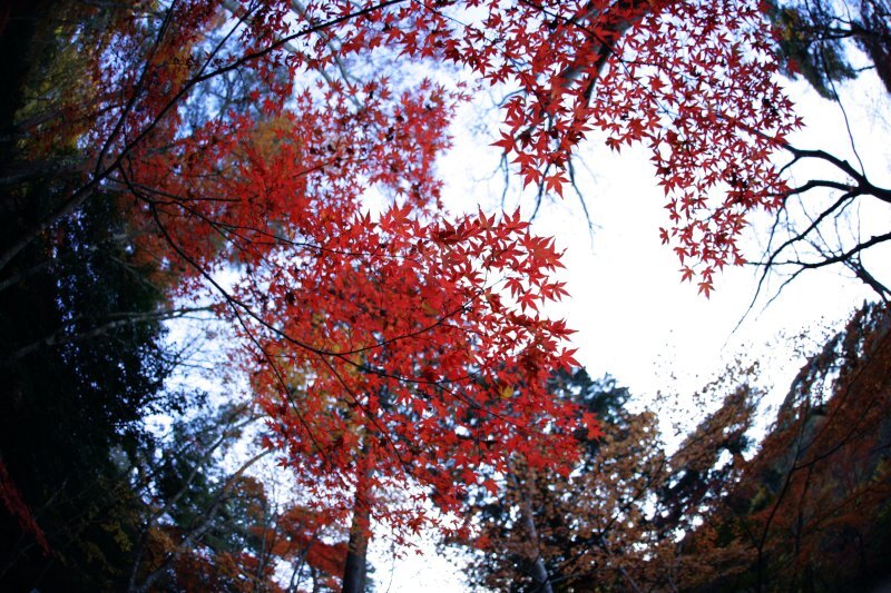 瑞宝寺(有馬)3