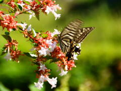 アベリアに　ナミアゲハ蝶