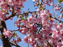 これも河津桜でしょうか？