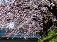 今年の桜　１