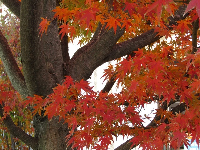 紅葉探して　３