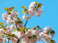 八重桜　その２