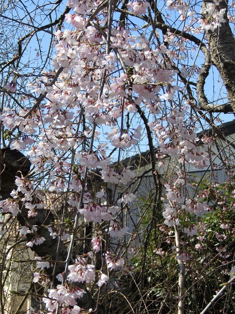 枝垂れ桜