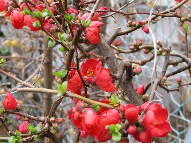 ボケの花