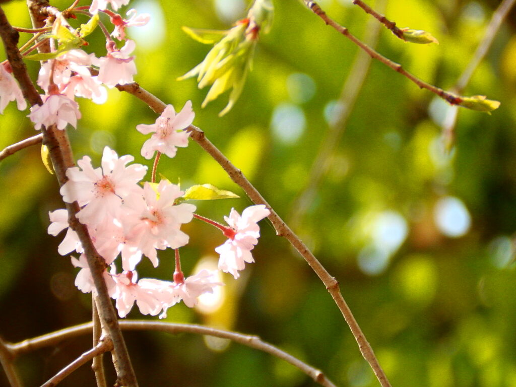 公園の枝垂れ桜　１