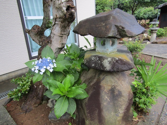 紫陽花に迎えられて