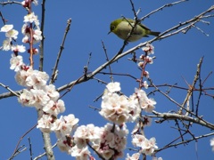 花桃にメジロ