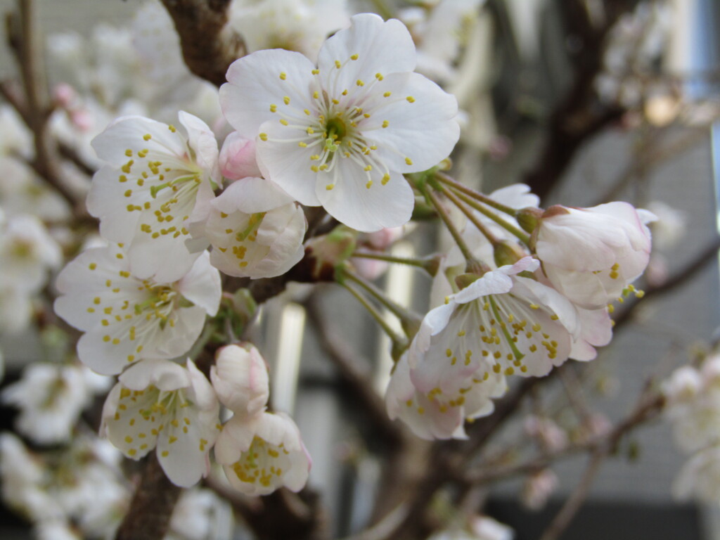 サクランボの花　二日目