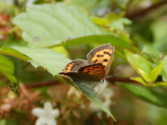 ベニシジミ蝶