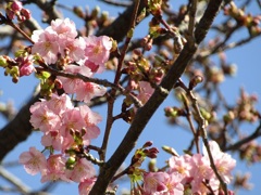 散歩道の河津桜