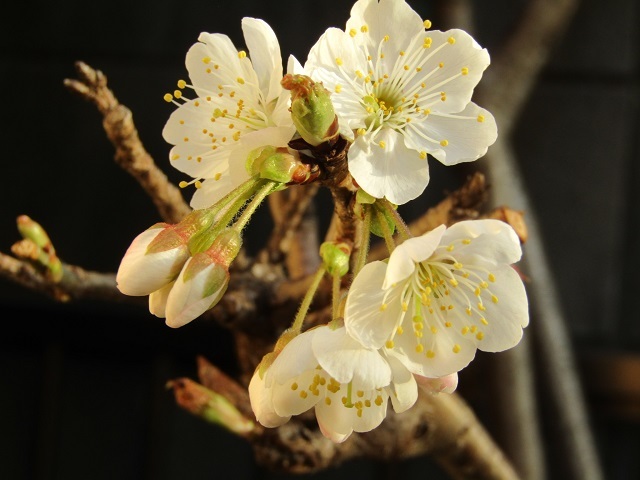 サクランボの花　１