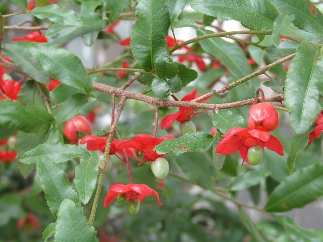 ミッキーマウスの花