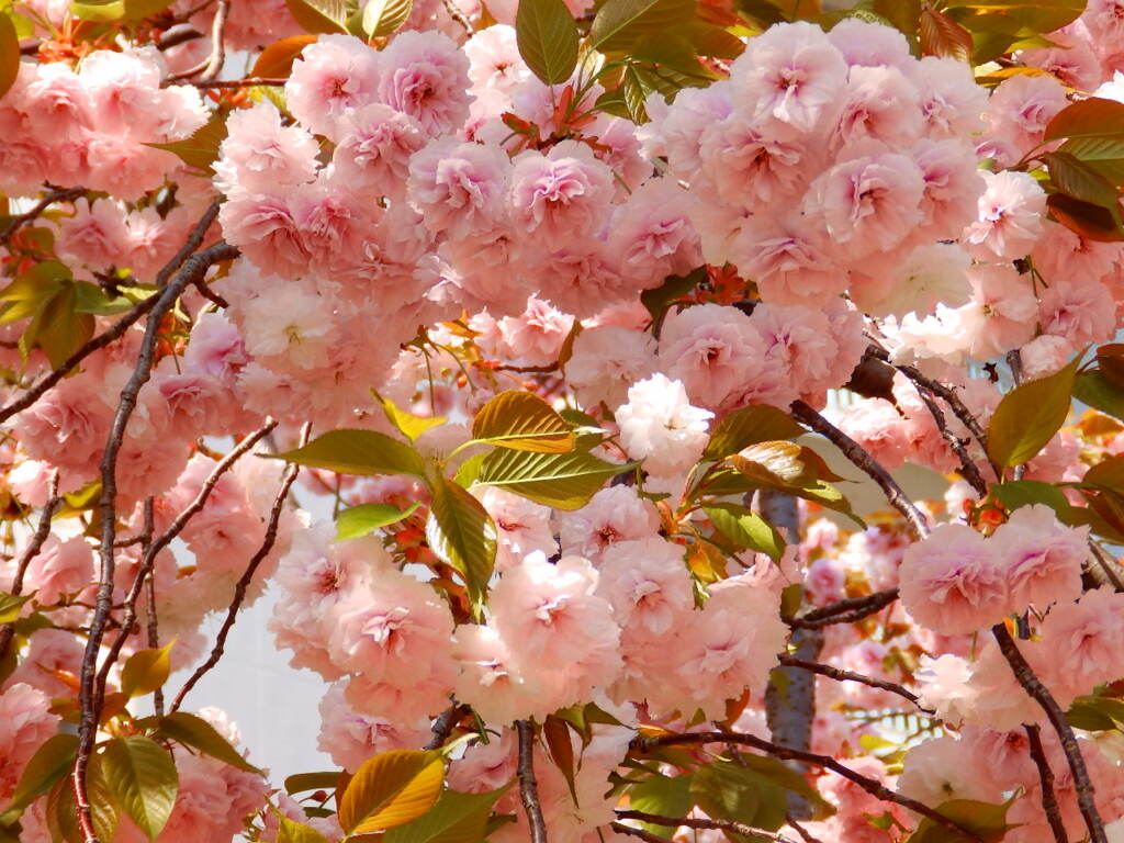 八重桜　その１