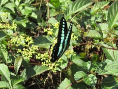 アオスジアゲハ蝶　２