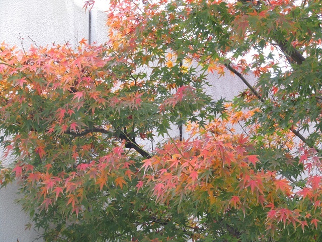 紅葉　１